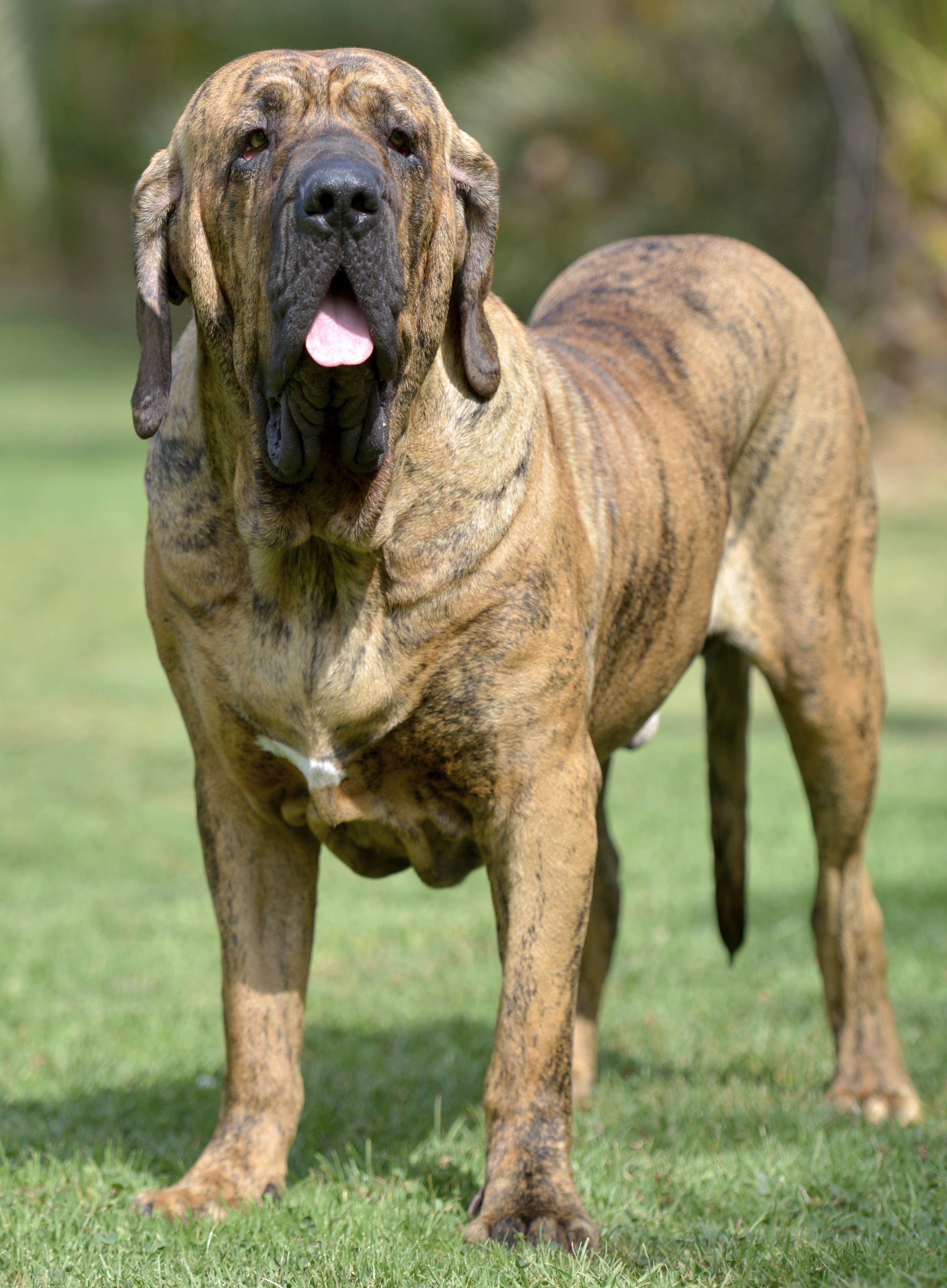 Fila Brasileiro atigrado de Filas Costa Do Sur